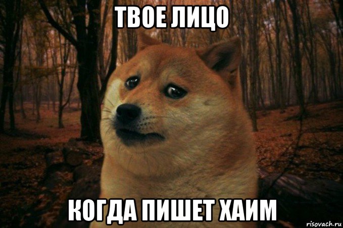 твое лицо когда пишет хаим, Мем SAD DOGE