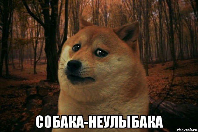  собака-неулыбака, Мем SAD DOGE