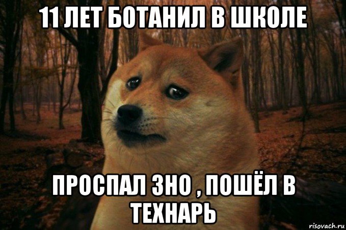 11 лет ботанил в школе проспал зно , пошёл в технарь, Мем SAD DOGE