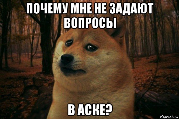 почему мне не задают вопросы в аске?, Мем SAD DOGE