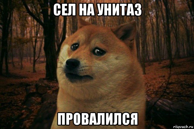 сел на унитаз провалился, Мем SAD DOGE