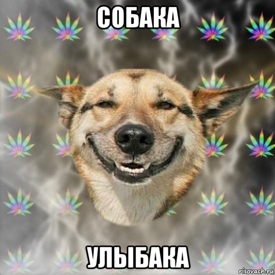 собака улыбака