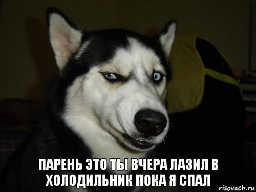 Парень это ты вчера лазил в холодильник пока я спал, Комикс  Собака подозревака