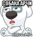 собака арчи 