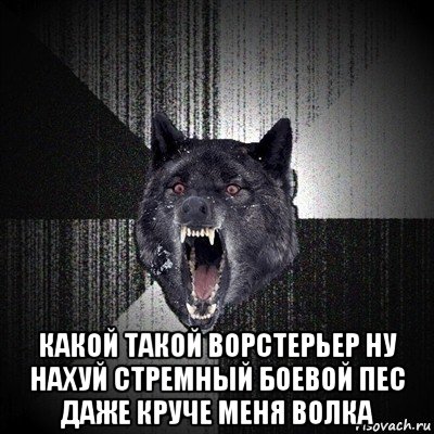  какой такой ворстерьер ну нахуй стремный боевой пес даже круче меня волка, Мем Сумасшедший волк