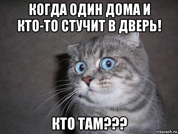 когда один дома и кто-то стучит в дверь! кто там???, Мем  удивлённый кот