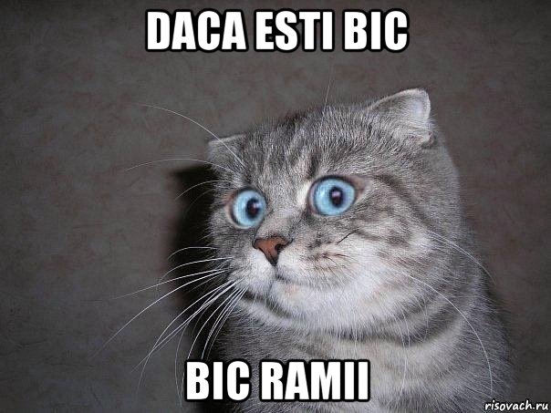 daca esti bic bic ramii, Мем  удивлённый кот