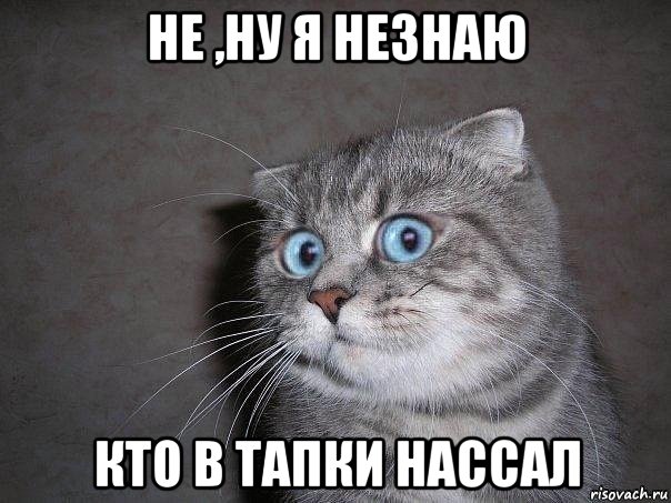 не ,ну я незнаю кто в тапки нассал, Мем  удивлённый кот