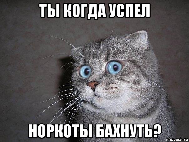 ты когда успел норкоты бахнуть?, Мем  удивлённый кот