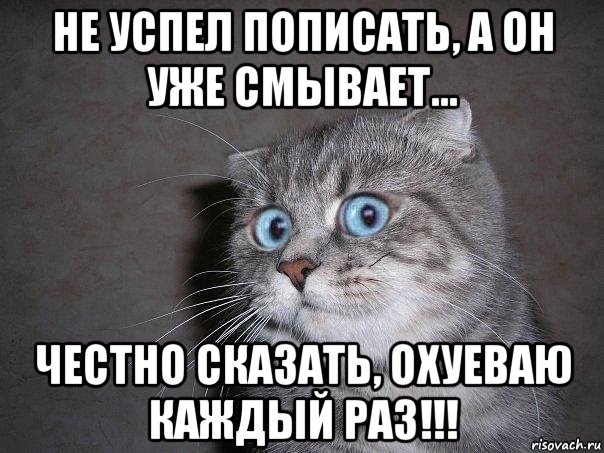 не успел пописать, а он уже смывает... честно сказать, охуеваю каждый раз!!!, Мем  удивлённый кот