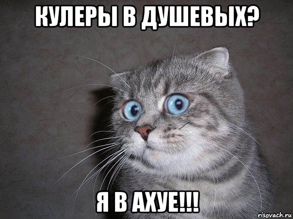 кулеры в душевых? я в ахуе!!!, Мем  удивлённый кот