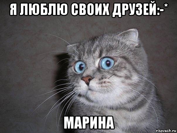 я люблю своих друзей:-* марина, Мем  удивлённый кот