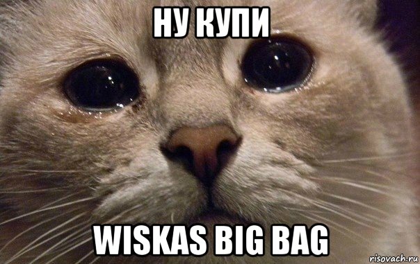 ну купи wiskas big bag, Мем   В мире грустит один котик