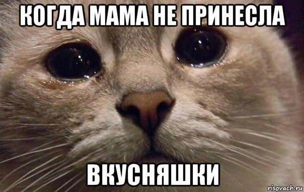 когда мама не принесла вкусняшки, Мем   В мире грустит один котик