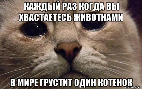 каждый раз когда вы хвастаетесь животнами в мире грустит один котенок, Мем   В мире грустит один котик