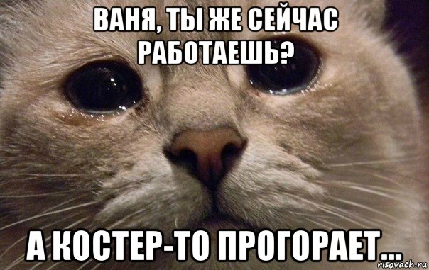 ваня, ты же сейчас работаешь? а костер-то прогорает..., Мем   В мире грустит один котик