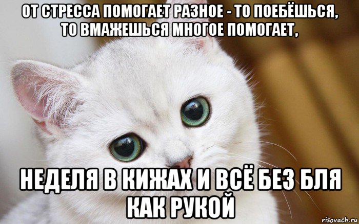 от стресса помогает разное - то поебёшься, то вмажешься многое помогает, неделя в кижах и всё без бля как рукой, Мем  В мире грустит один котик