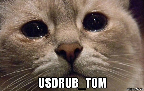  usdrub_tom, Мем   В мире грустит один котик