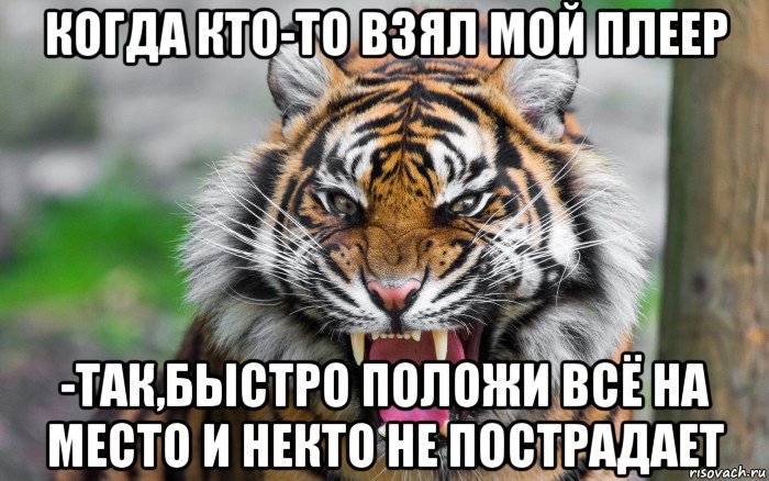 когда кто-то взял мой плеер -так,быстро положи всё на место и некто не пострадает, Мем ДЕРЗКИЙ ТИГР