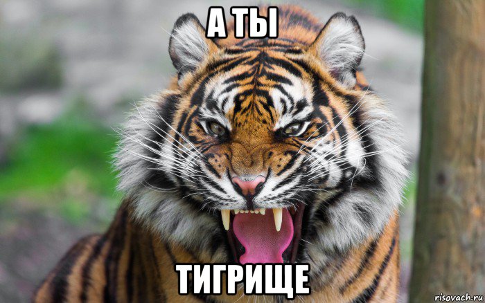 а ты тигрище