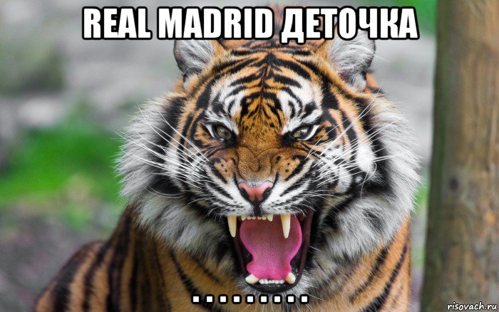 real madrid деточка . . . . . . . . ., Мем ДЕРЗКИЙ ТИГР