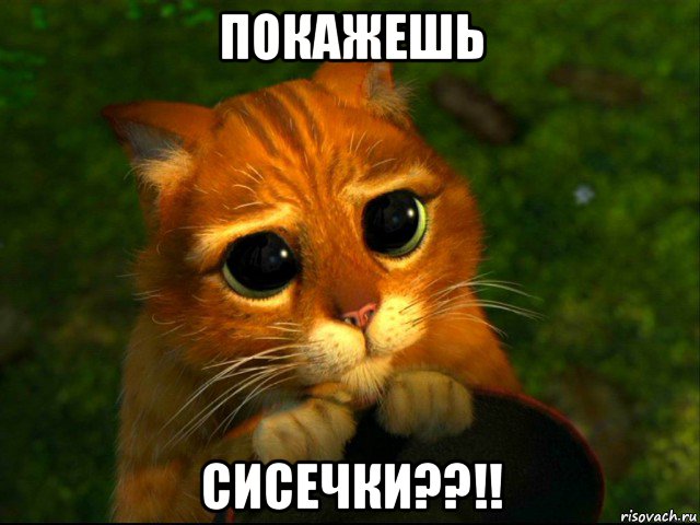 покажешь сисечки??!!, Мем кот из шрека