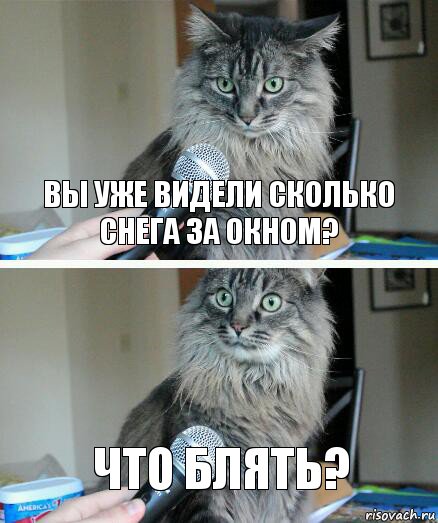 вы уже видели сколько снега за окном? что блять?, Комикс  кот с микрофоном