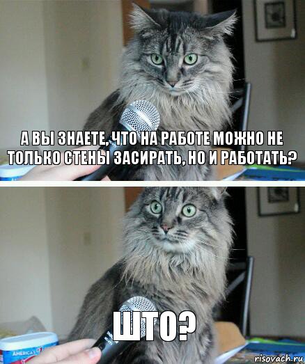 А вы знаете, что на работе можно не только стены засирать, но и работать? ШТО?, Комикс  кот с микрофоном