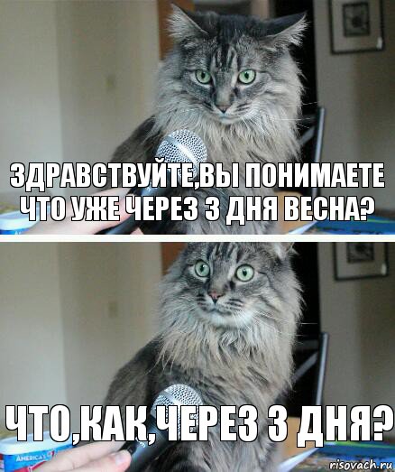 Здравствуйте,вы понимаете что уже через 3 дня весна? Что,как,через 3 дня?, Комикс  кот с микрофоном