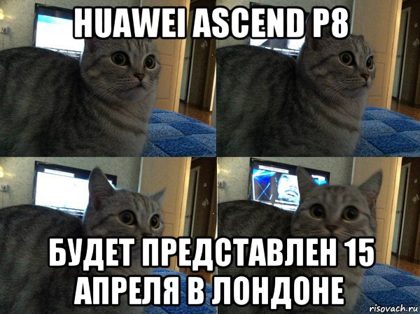 huawei ascend p8 будет представлен 15 апреля в лондоне, Мем  Кот в шоке