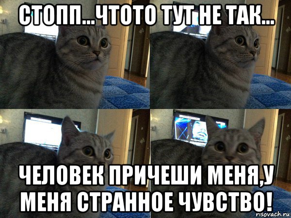 стопп...чтото тут не так... человек причеши меня,у меня странное чувство!, Мем  Кот в шоке