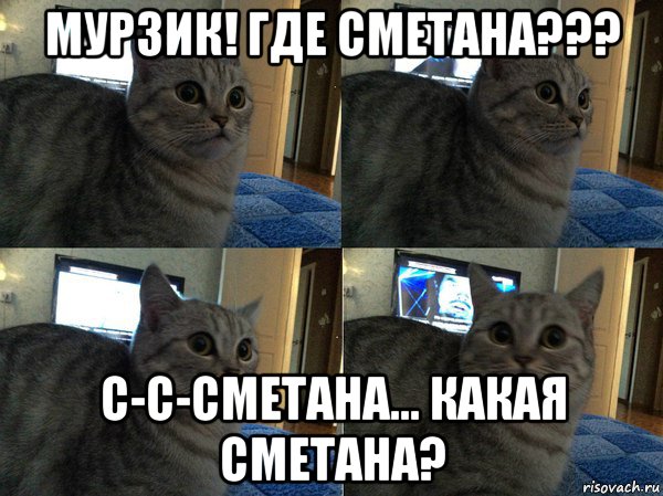 мурзик! где сметана??? с-с-сметана... какая сметана?, Мем  Кот в шоке