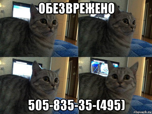 обезврежено 505-835-35-(495), Мем  Кот в шоке