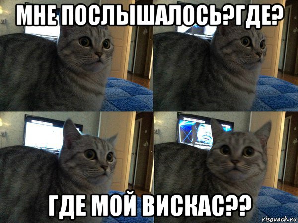 мне послышалось?где? где мой вискас??