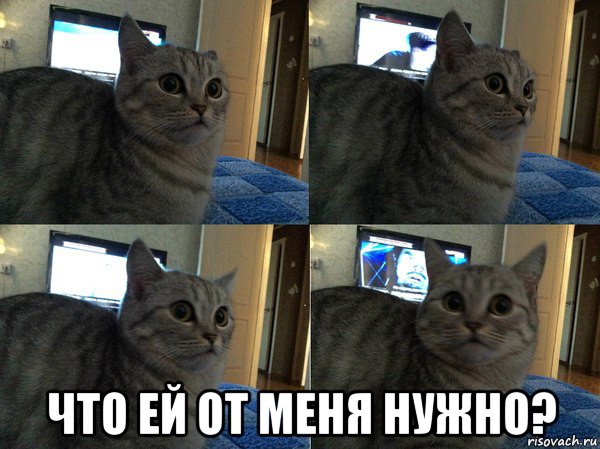  что ей от меня нужно?, Мем  Кот в шоке