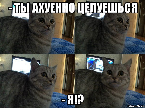 - ты ахуенно целуешься - я!?, Мем  Кот в шоке