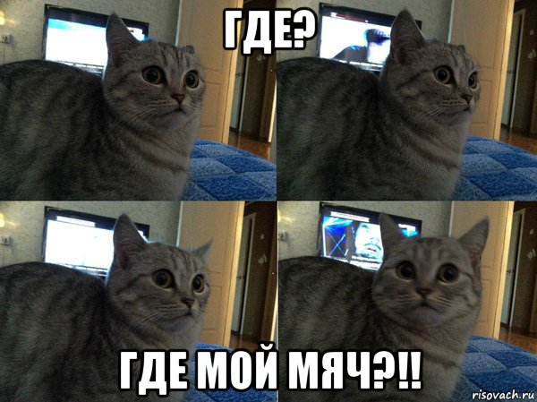 где? где мой мяч?!!, Мем  Кот в шоке