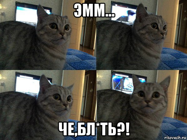 эмм... че,бл*ть?!, Мем  Кот в шоке