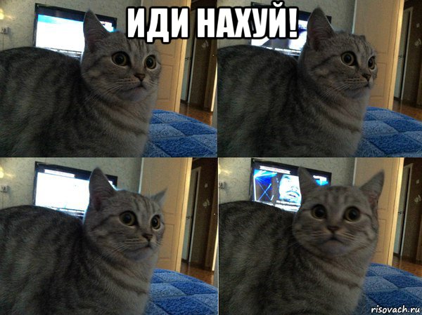 иди нахуй! , Мем  Кот в шоке