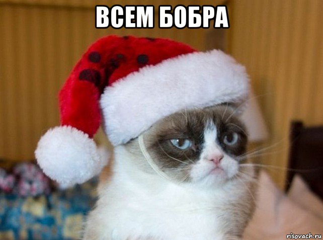 всем бобра , Мем   Новогодний угрюмый кот