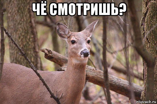 чё смотришь? 