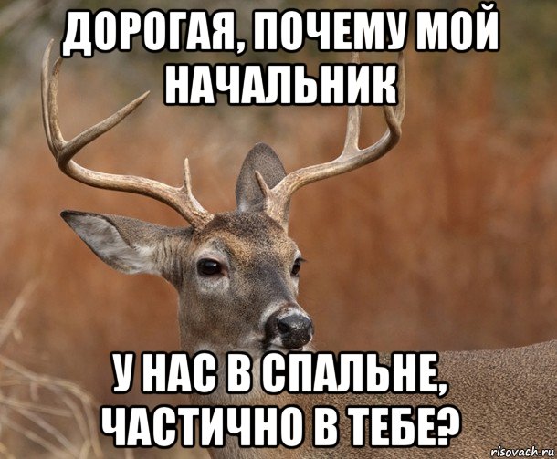 дорогая, почему мой начальник у нас в спальне, частично в тебе?, Мем  Наивный Олень v2