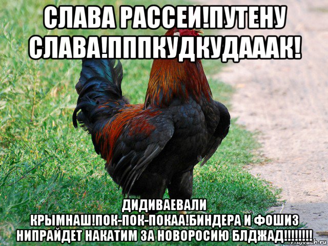 слава рассеи!путену слава!пппкудкудааак! дидиваевали крымнаш!пок-пок-покаа!биндера и фошиз нипрайдет накатим за новоросию блджад!!!!!!!!, Мем петух