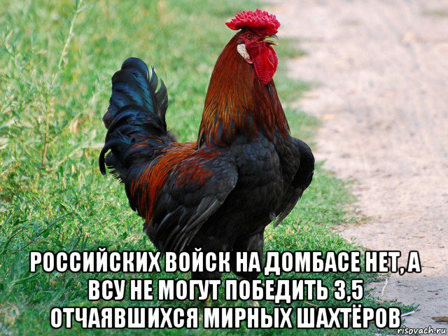  российских войск на домбасе нет, а всу не могут победить 3,5 отчаявшихся мирных шахтёров, Мем петух