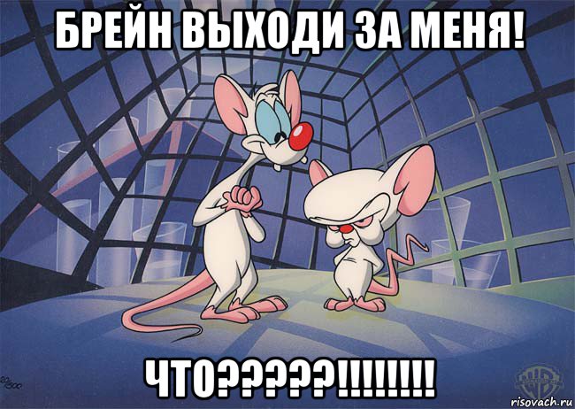 брейн выходи за меня! что?????!!!!!!!!, Мем ПИНКИ И БРЕЙН