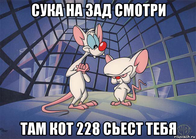 сука на зад смотри там кот 228 сьест тебя, Мем ПИНКИ И БРЕЙН