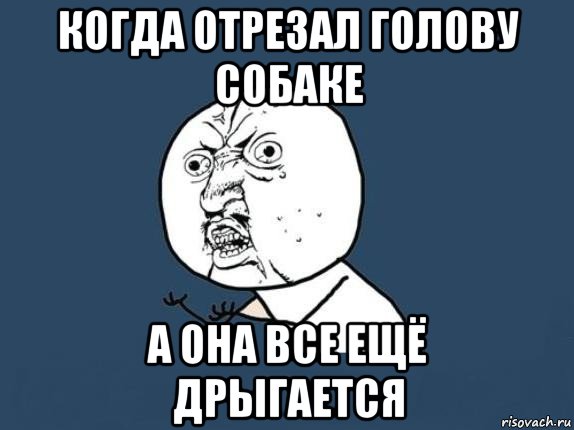 когда отрезал голову собаке а она все ещё дрыгается, Мем  почему мем