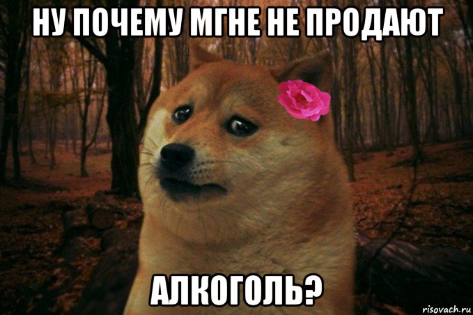 ну почему мгне не продают алкоголь?, Мем  SAD DOGE GIRL