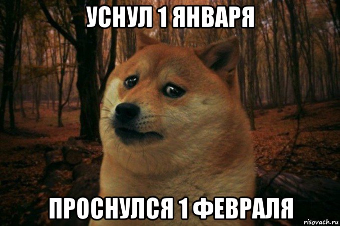 уснул 1 января проснулся 1 февраля, Мем SAD DOGE