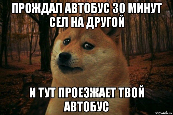 прождал автобус 30 минут сел на другой и тут проезжает твой автобус, Мем SAD DOGE